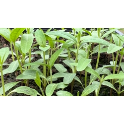 Perennial Milkweed Asclepias syriaca TEN SEEDLING PLANTS